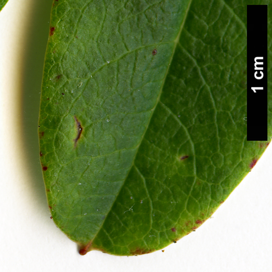 High resolution image: Family: Ericaceae - Genus: Rhododendron - Taxon: species (Monantha)